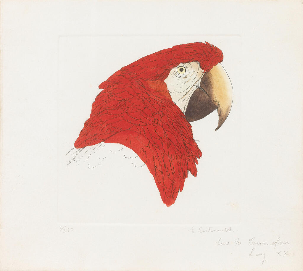Hawk-Headed Parrot