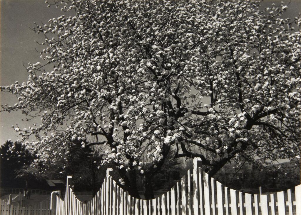 Blossoms and Fence, Woodstock, NY