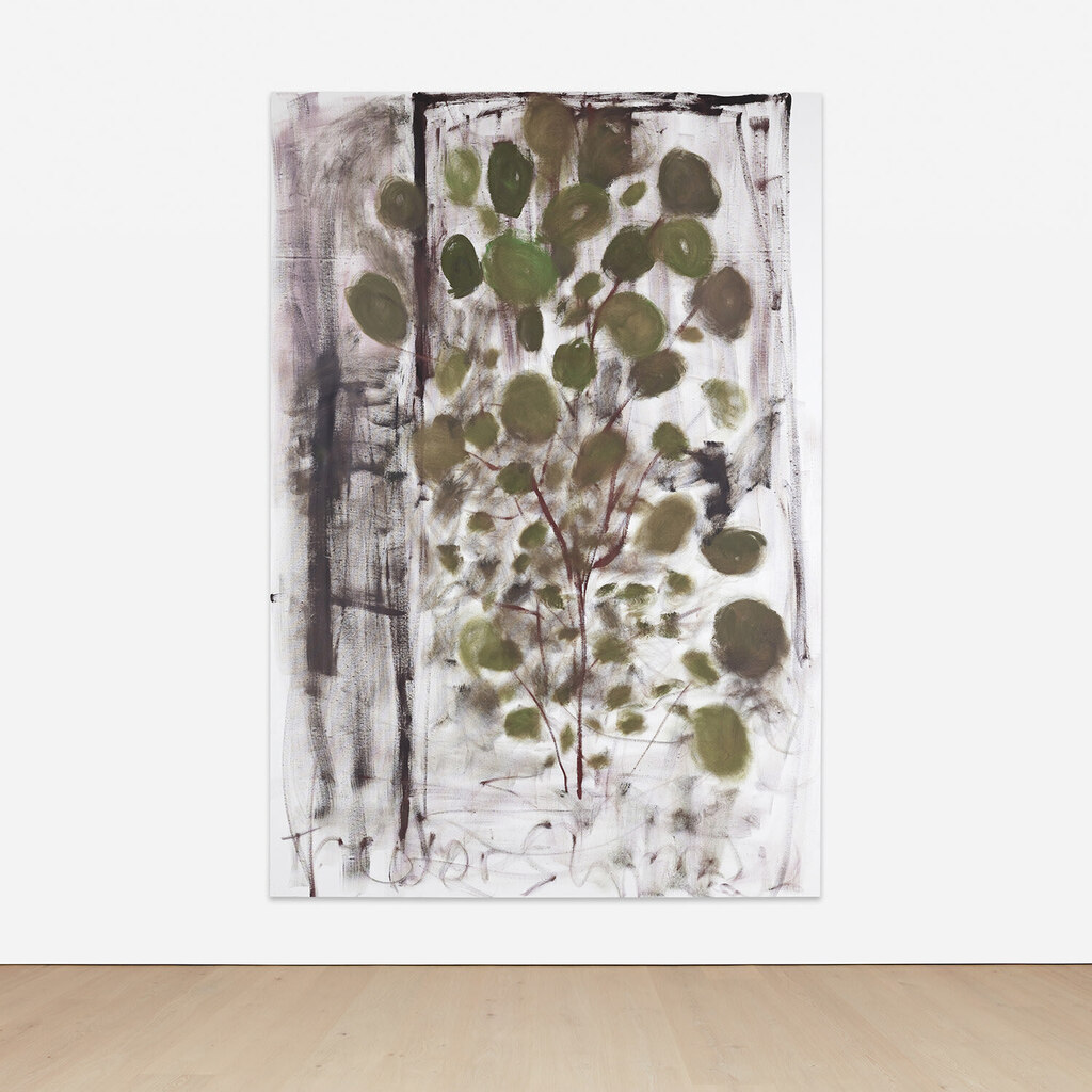 Aralia