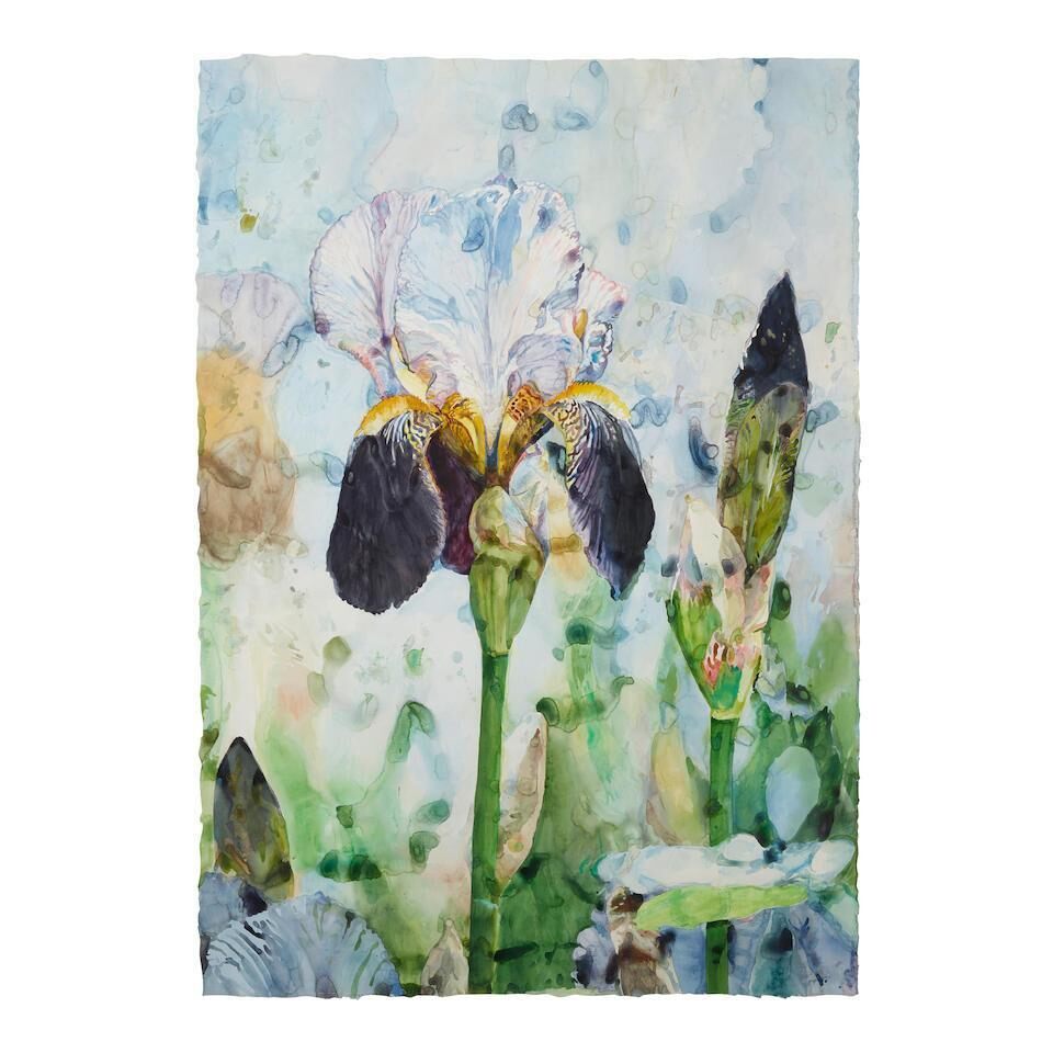 Iris in Gentle Rain