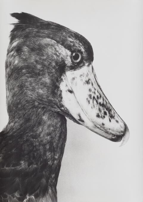 Shoebill stork