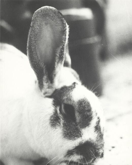 Hare