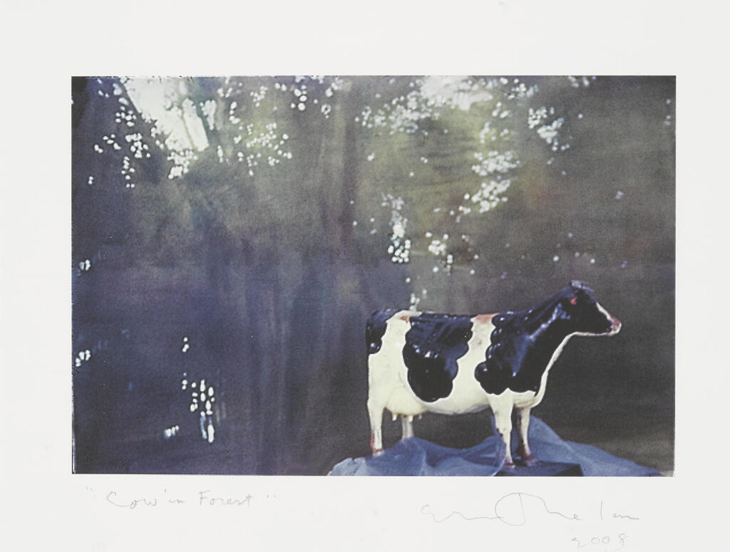 Cow in Forest