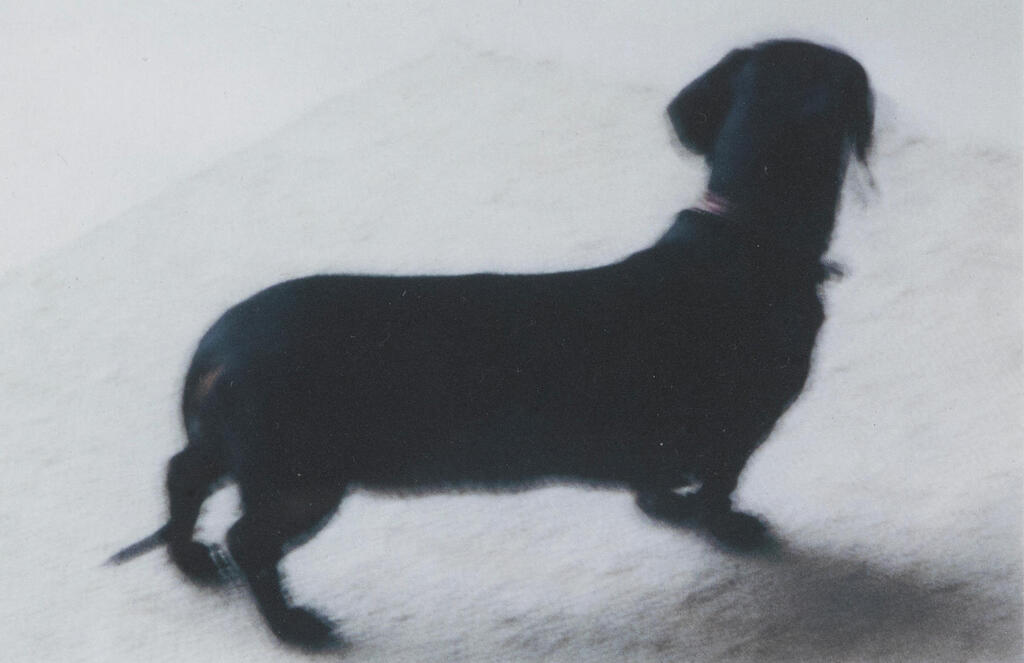 Black Dog