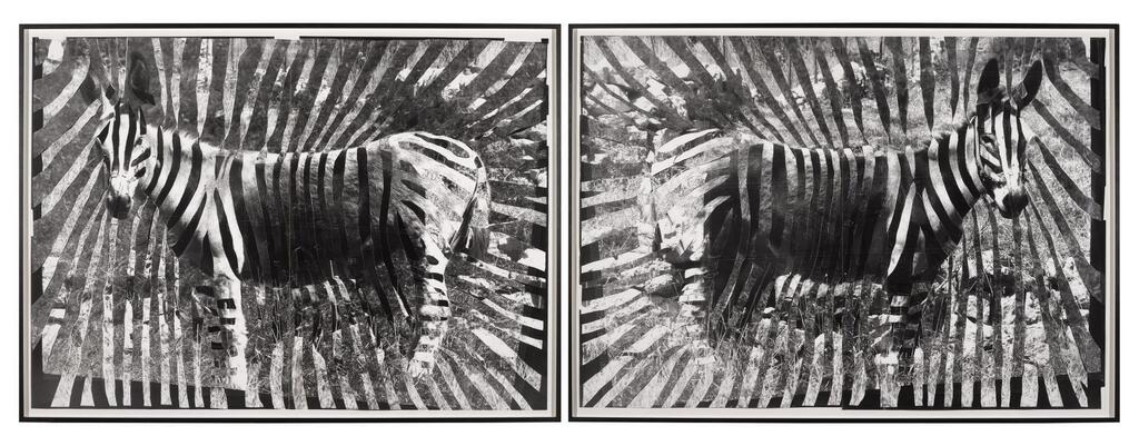 Gaza Zebras