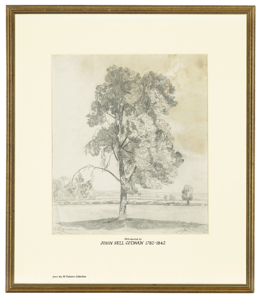 Study of a tree