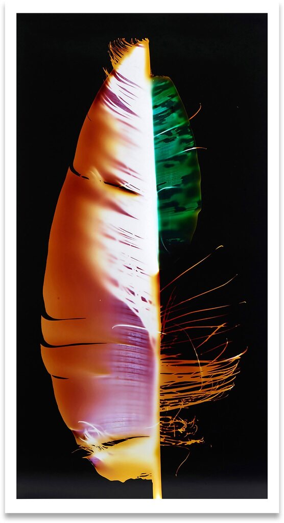 Portrait (Hybrid 1) from How Forests Think