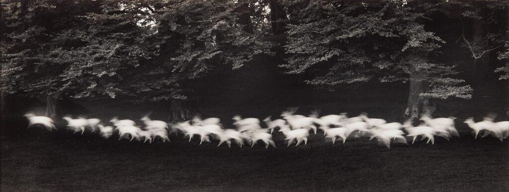 Running White Deer, County Wicklow, Ireland
