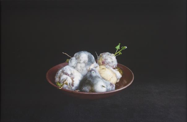 Still Life with Turnips