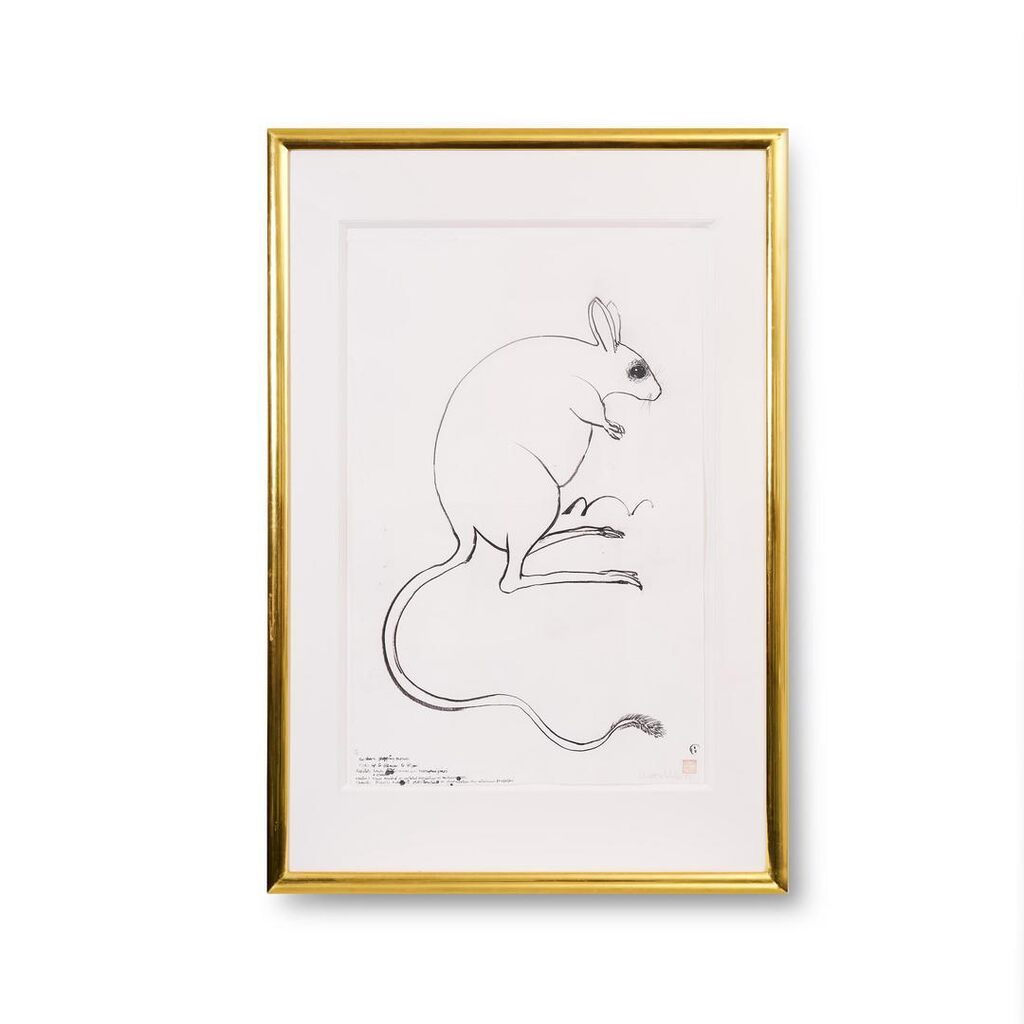 Northern Hopping Mouse