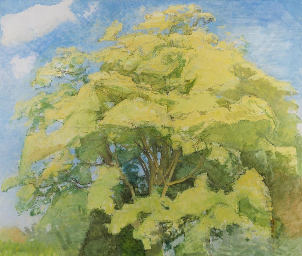 Large Sycamore
