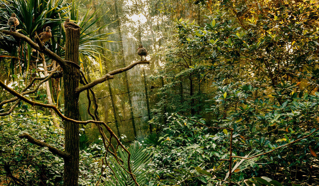 My Forest Has No Name (xxxiv)