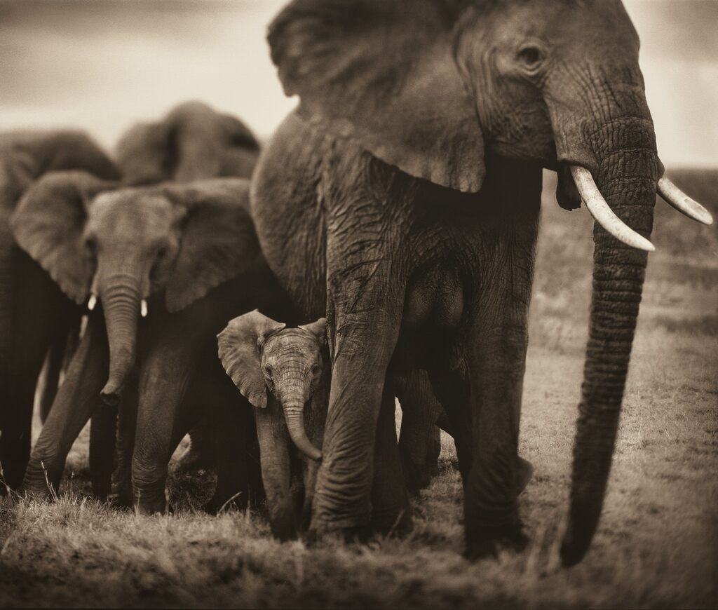 Elephant Mother and Two Babies