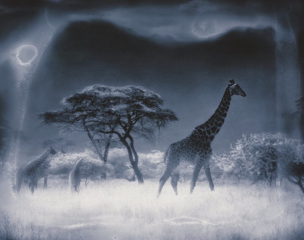 Giraffe under Blue Moon, Serengeti