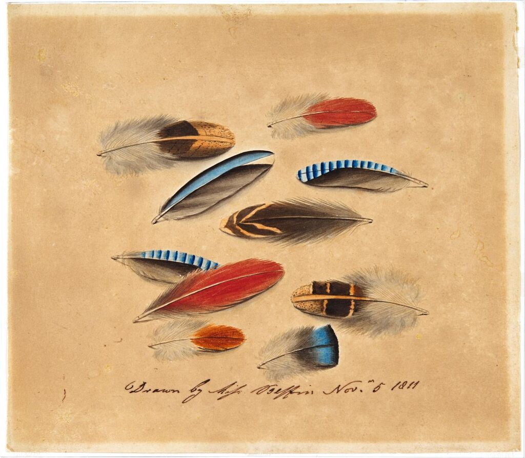 Study of ten feathers