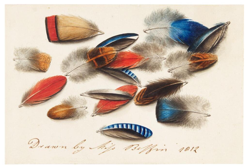 Study of feathers