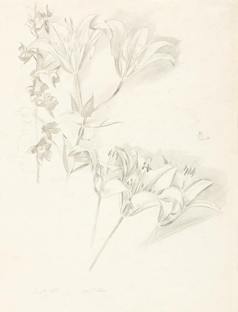 Larkspur and Woodlilies; Rose: A Study