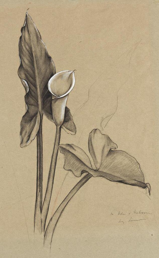 Calla Lily