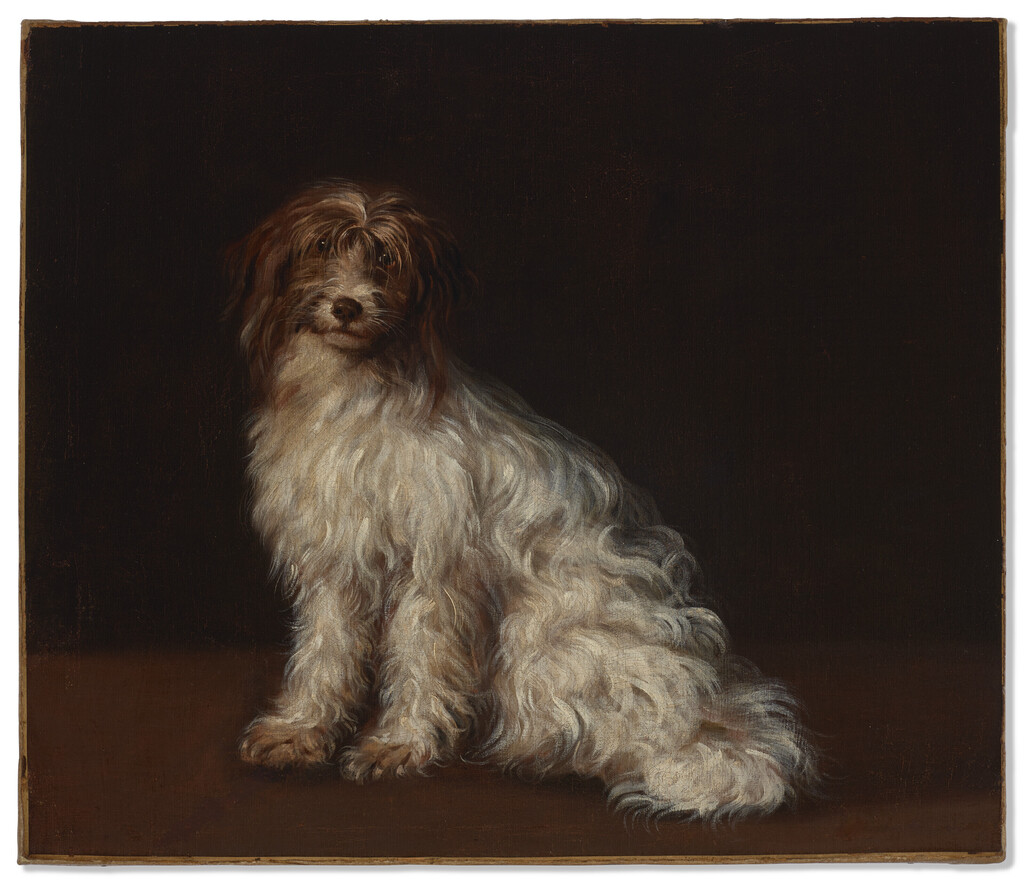 A long-haired terrier