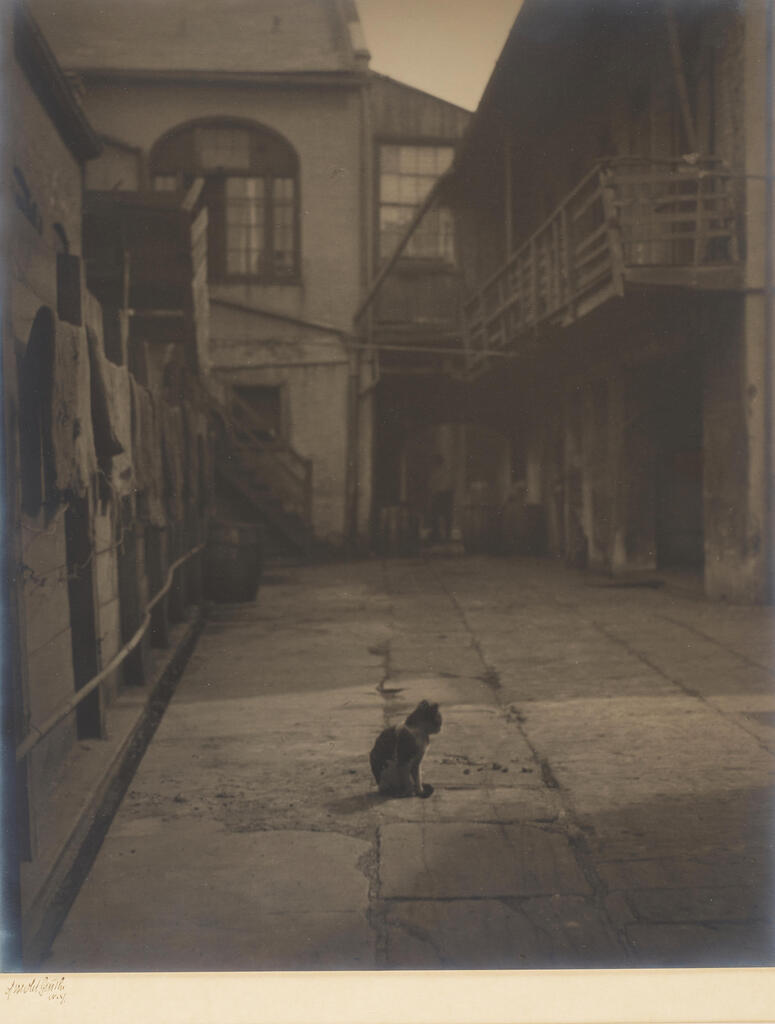 Courtyard with Cat, New Orleans, Louisiana