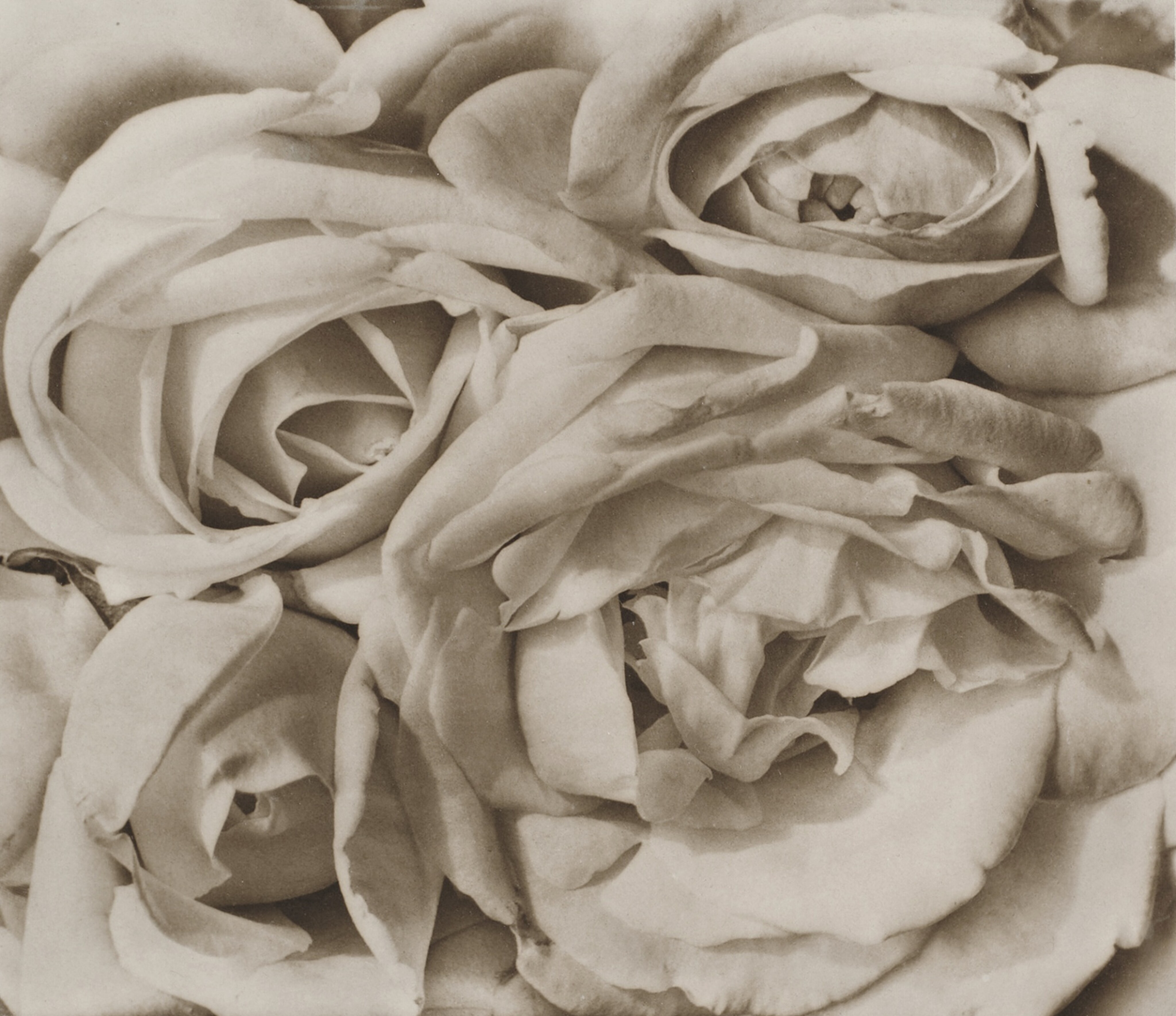 Roses, Mexico
