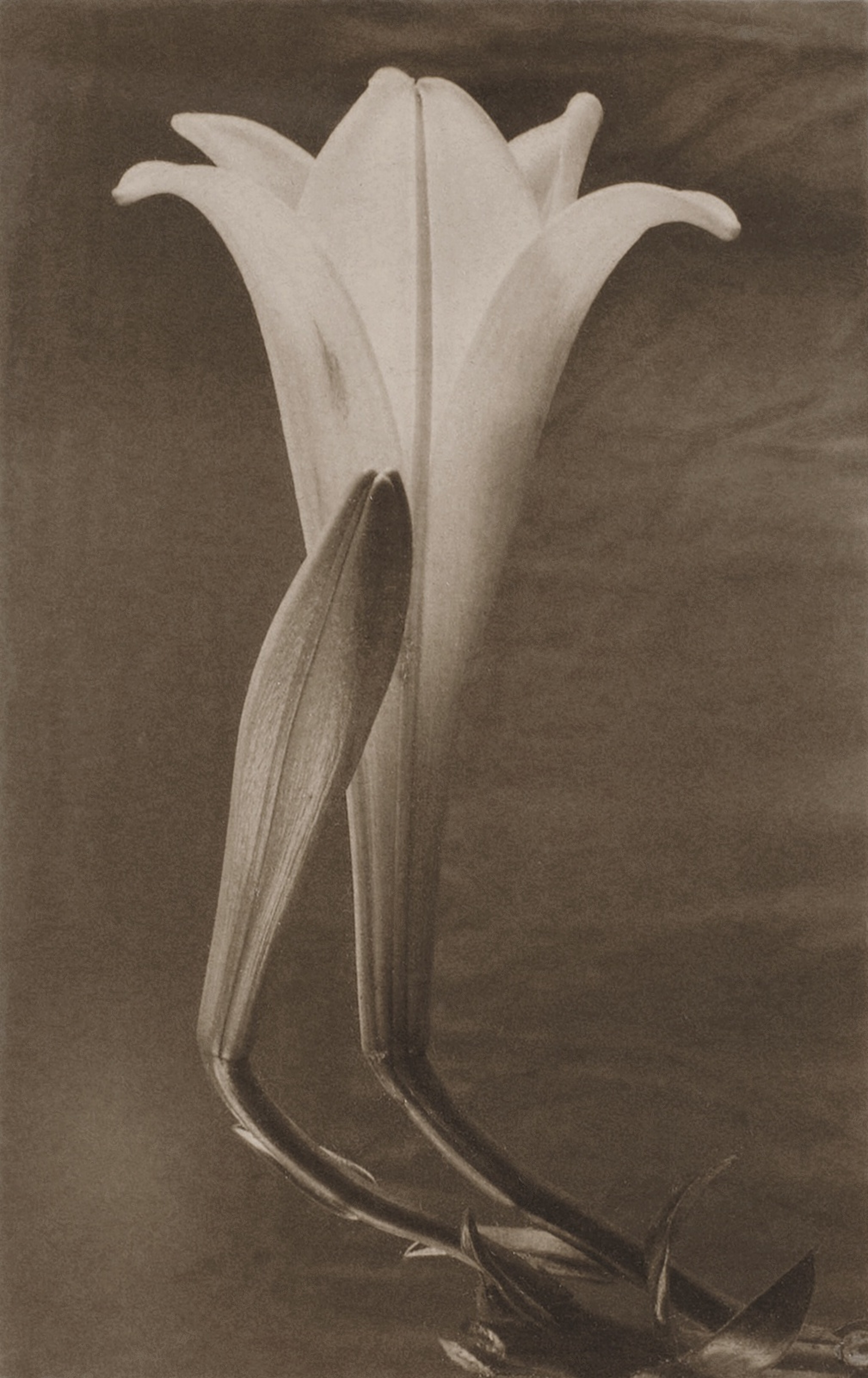 Easter Lily and Bud