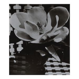 Man Ray (1890-1976); Magnolia Blossom;