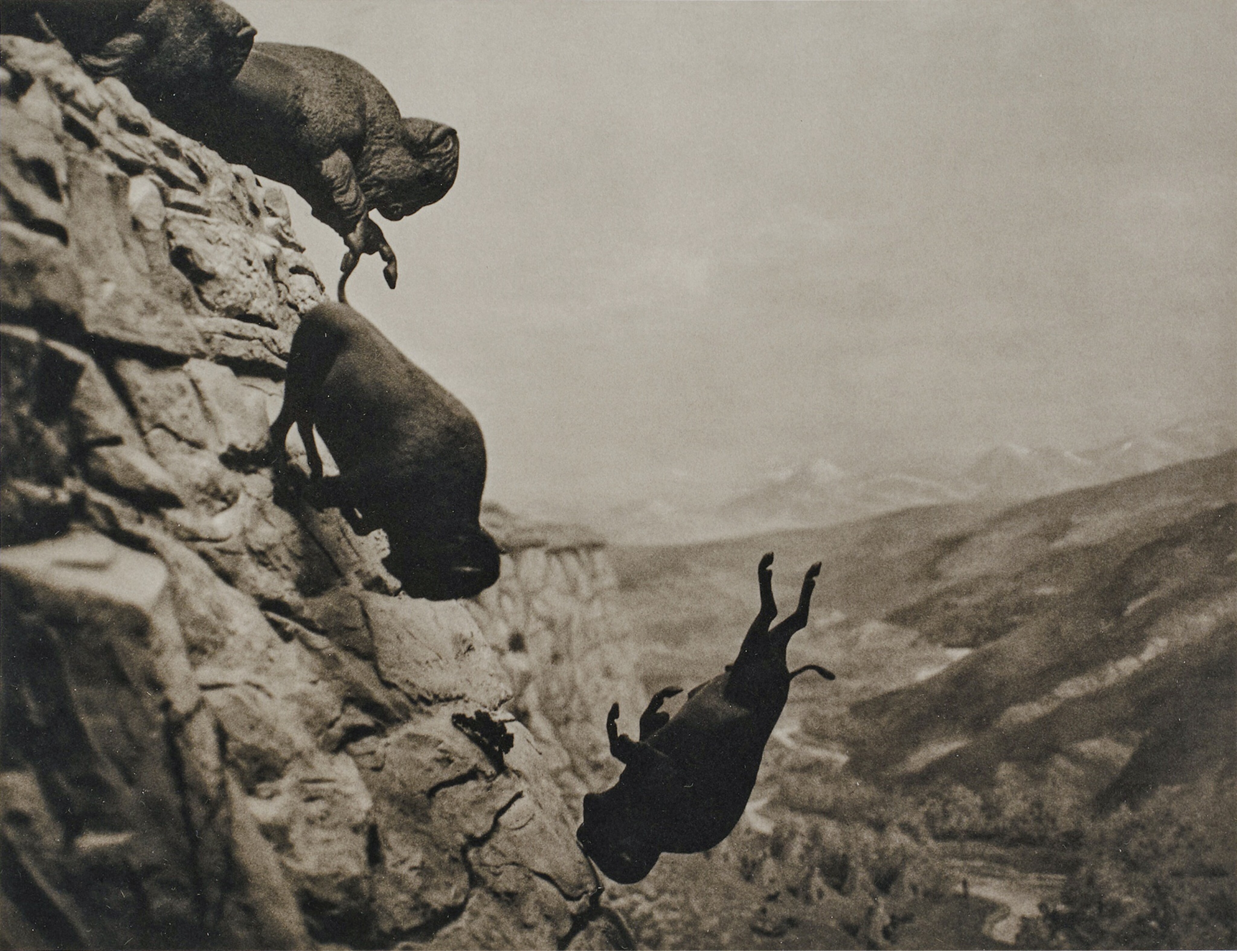 Untitled (Buffaloes)