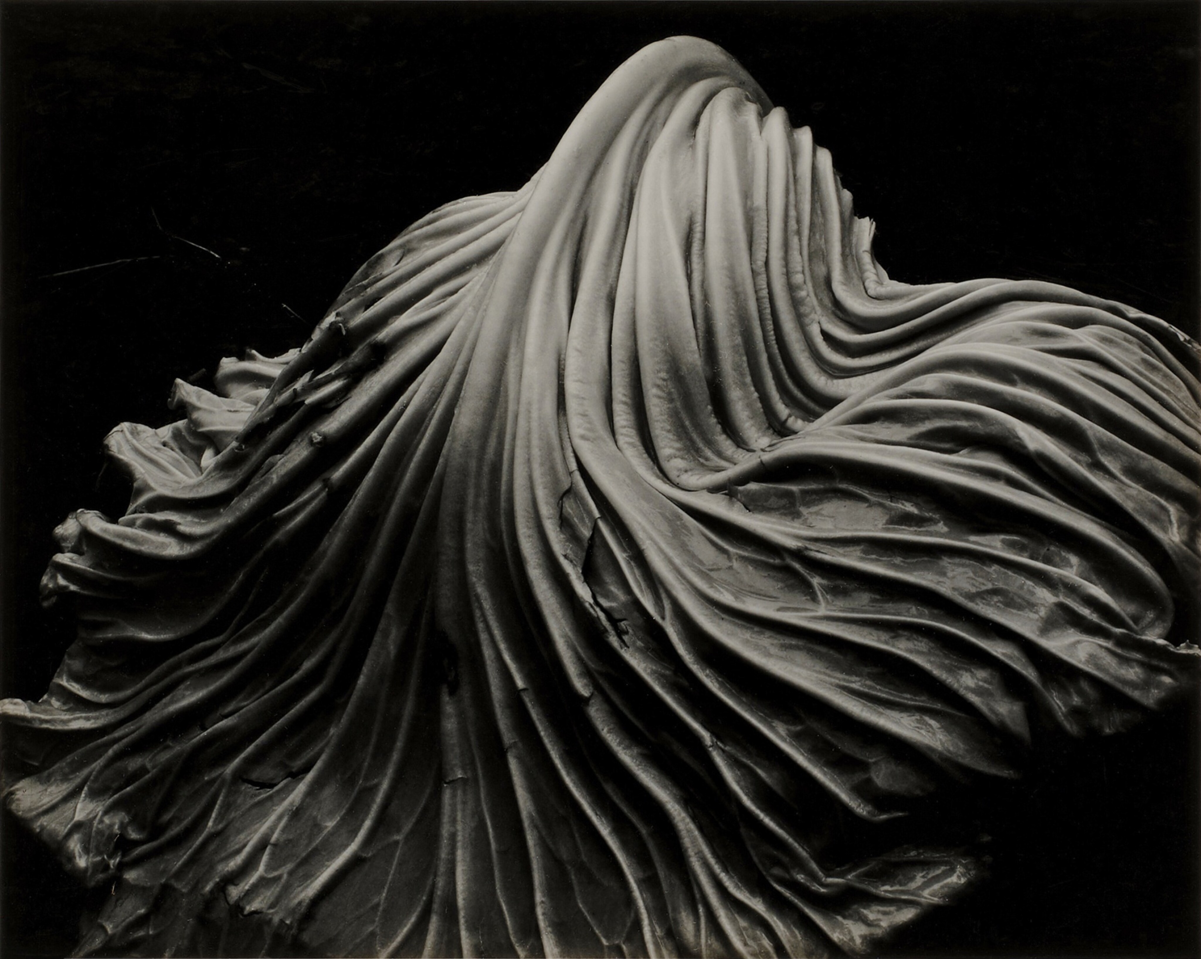 Cabbage