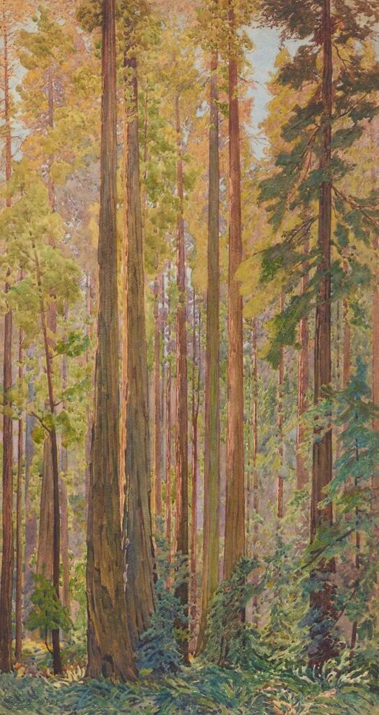 Redwood Trees