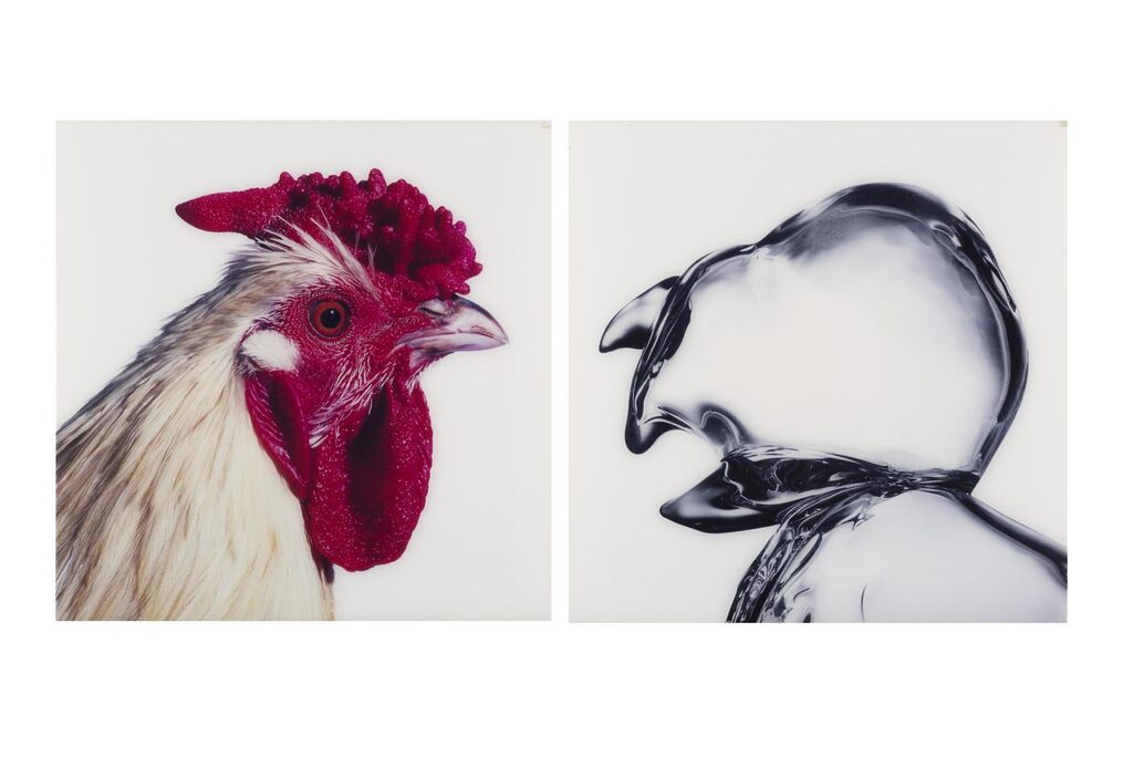 Artificial Cross-breeding Mechelse Redcap A & B