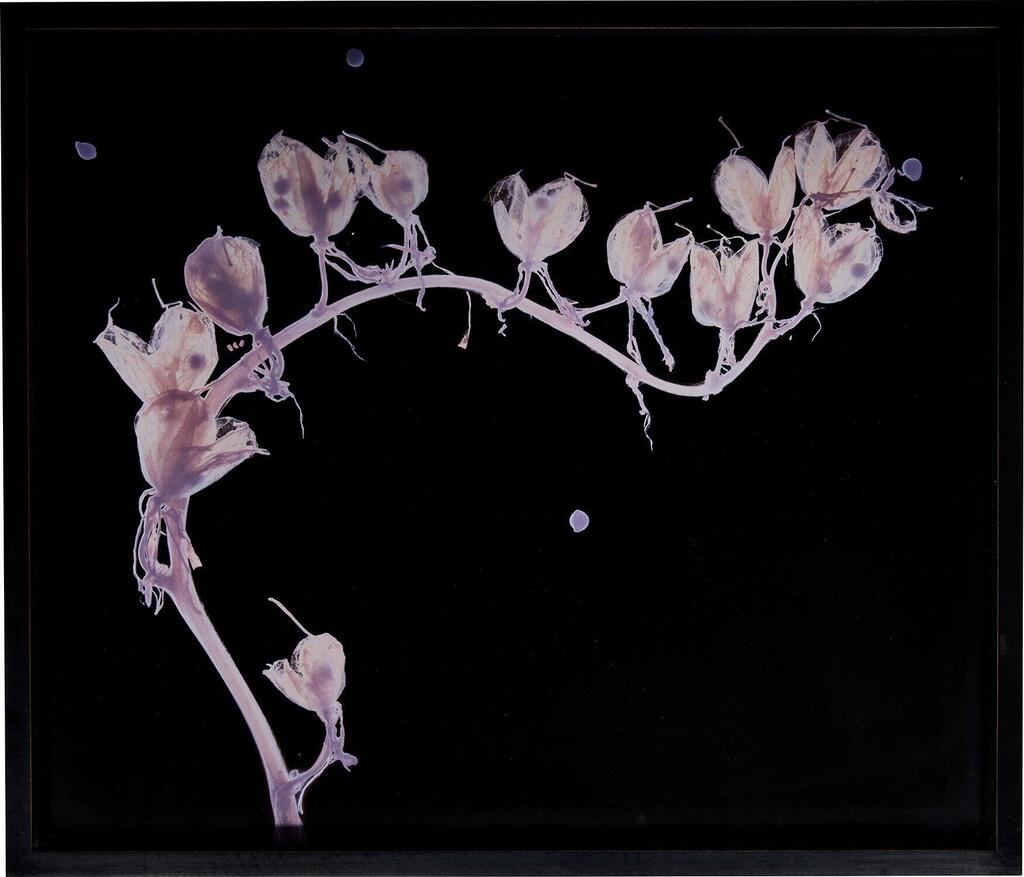 Blue Bell #2