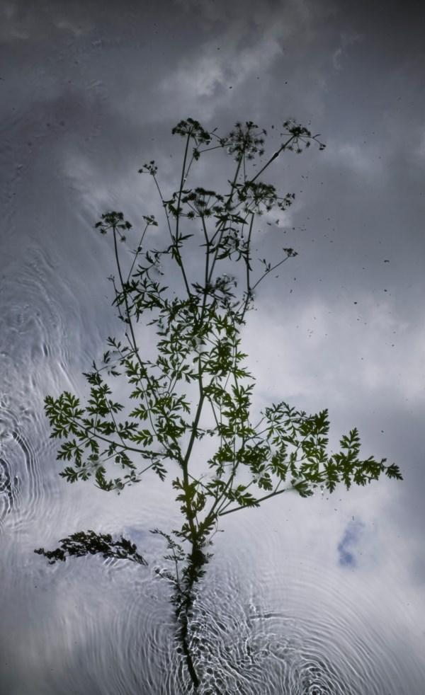 Water Drop Wort 2