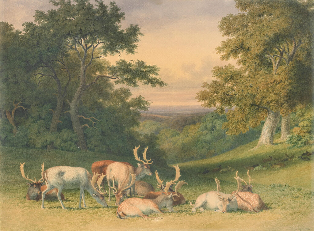Fallow deer in a forest clearing