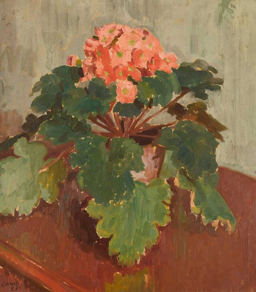 Primula