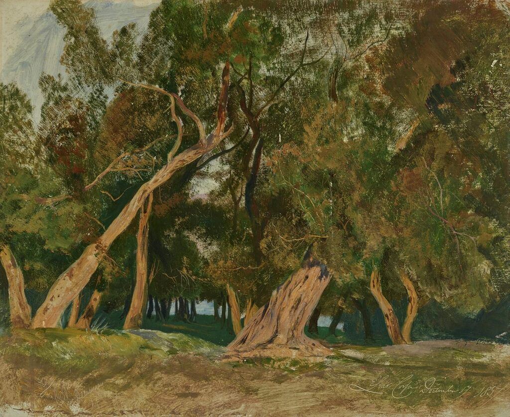 Olive trees, Corfu