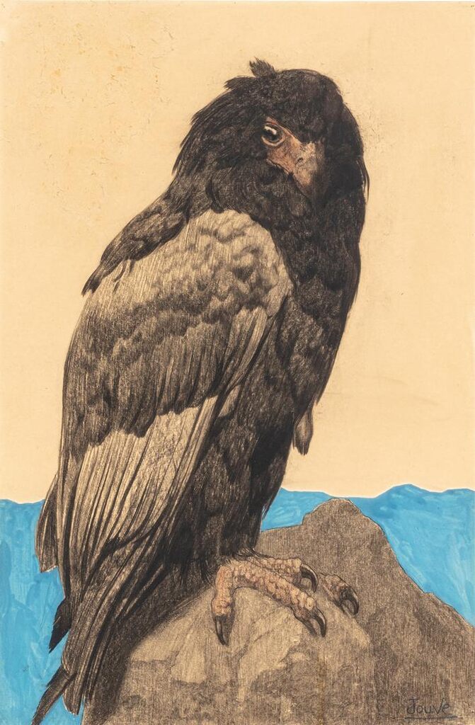 Bateleur Eagle