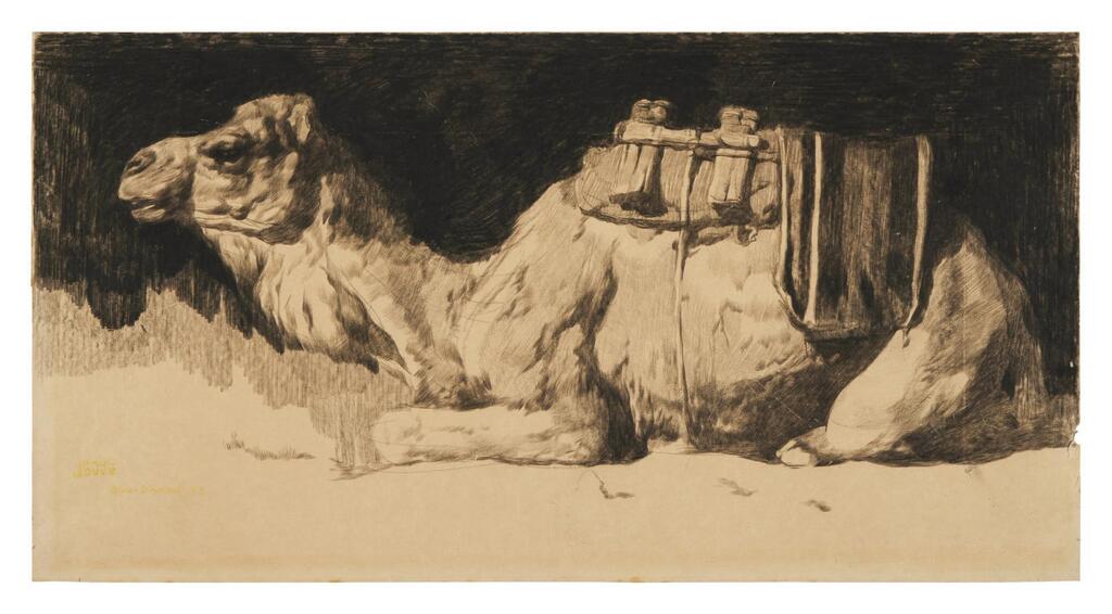 Camel at Rest