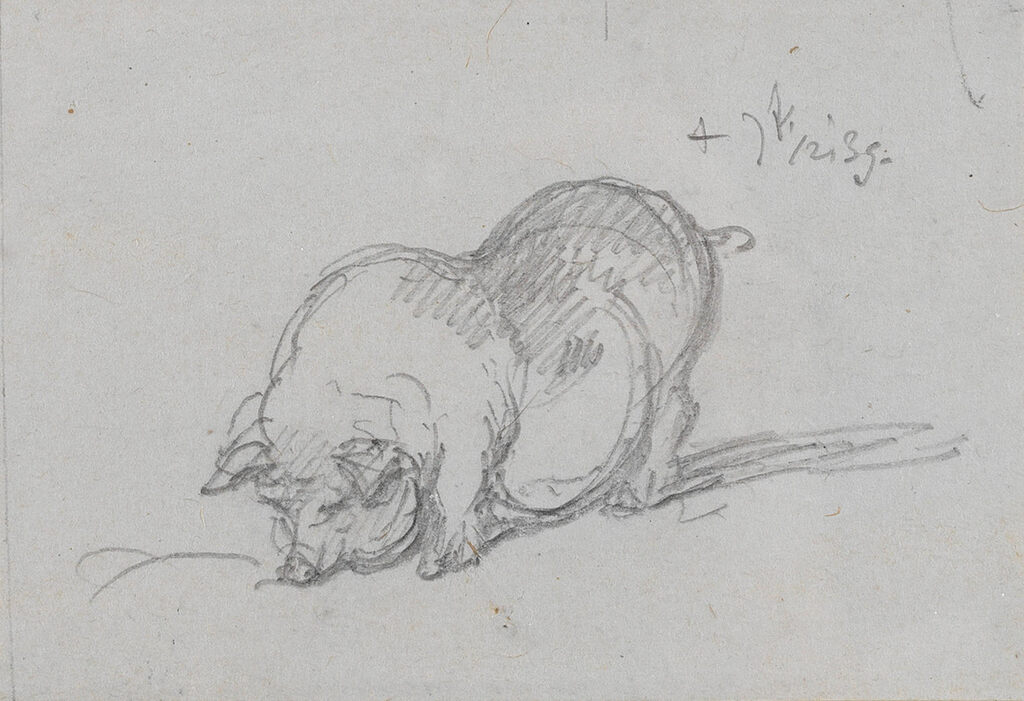 Study of a sway back pig