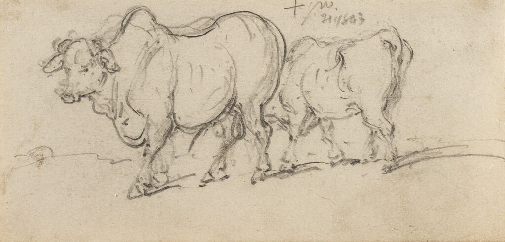 A study of cattle