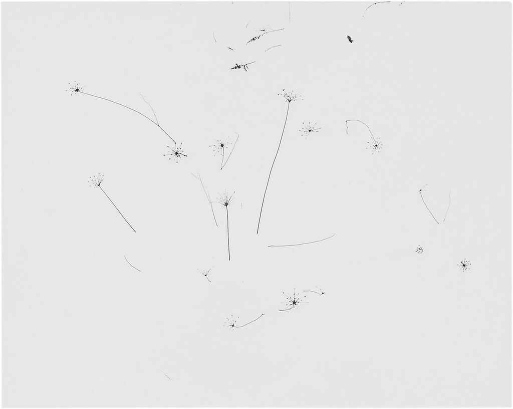 Grasses in Snow, Rhode Island