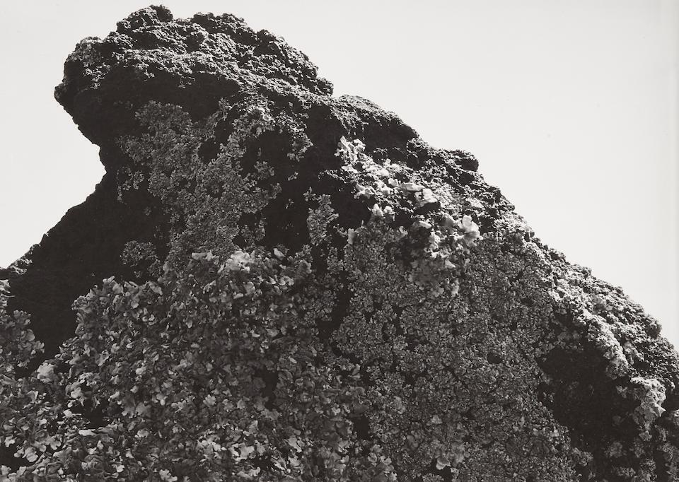 Roca Cubierta de Lichen (Lichen Covered Rock)