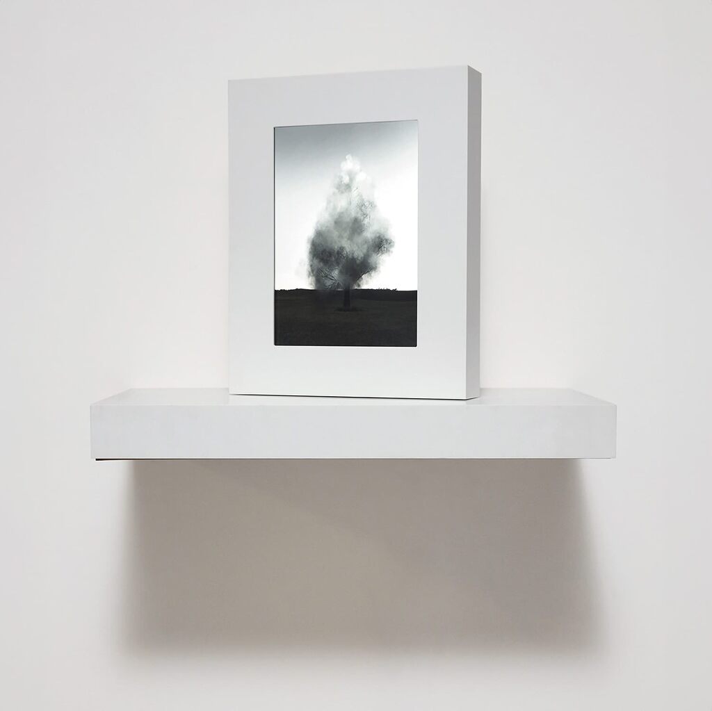 Smoke Tree IV