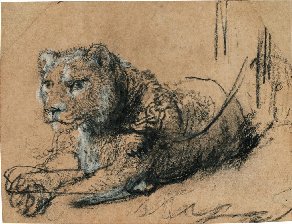 Young Lion Resting