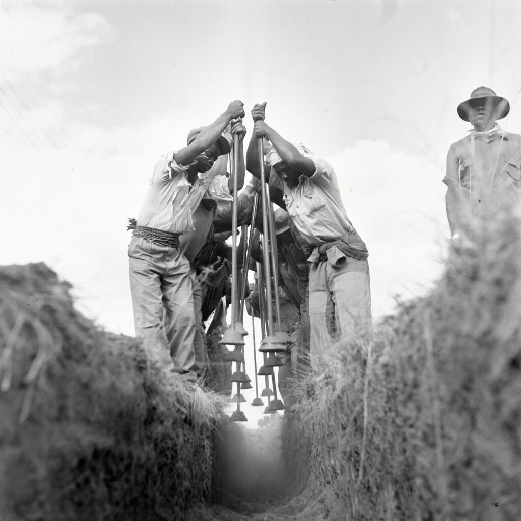 Ditch Workers, Johannesburg