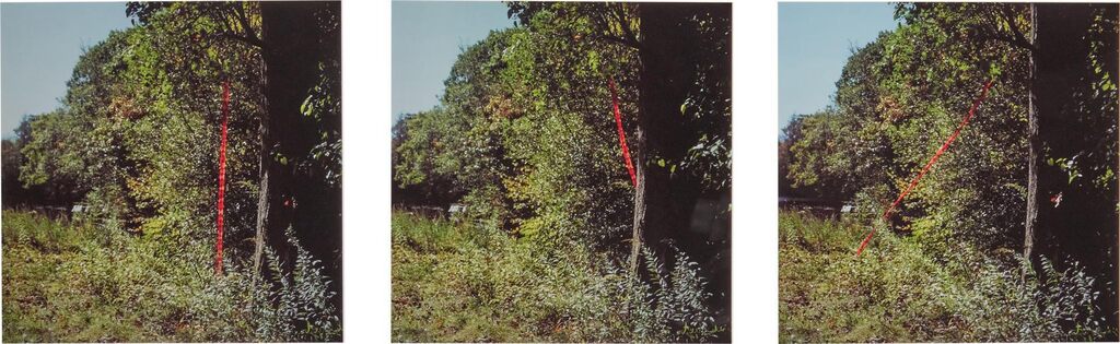 Red leaf line in wind