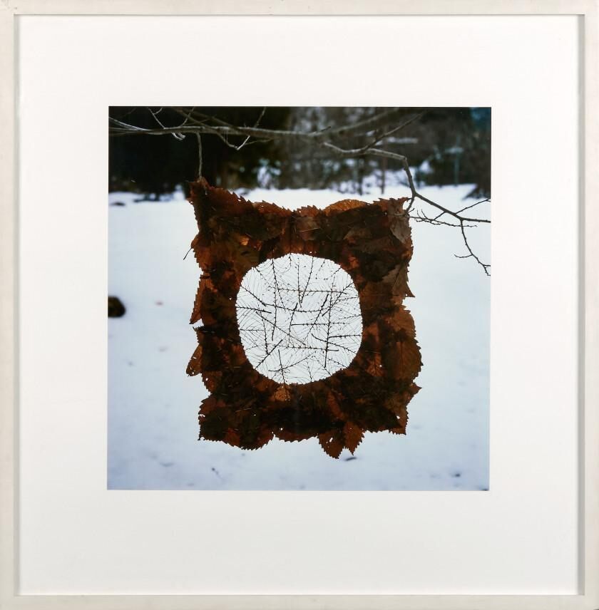 Torn leaves leaving the veins hung from a tree cold, calm, damp
