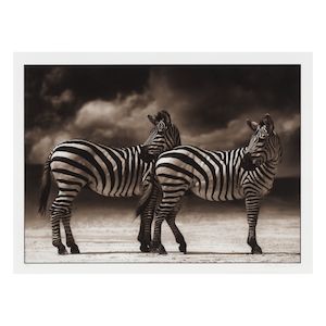 Nick Brandt (British, born 1964) Zebras Turning Heads, Ngorongoro Crater Archival inkjet print, 2005, signed, dated and numbered 3/30 in pencil, framedSheet 300 x 483mm (11 7/8 x 19in)