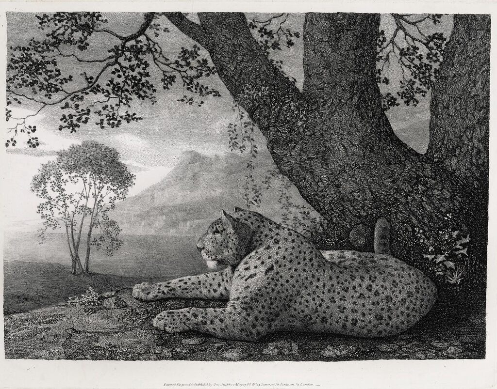 A Tyger (A recumbent Leopard by a Tree)