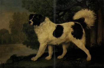 Portrait of a Newfoundland dog, the property of H.R.H the Duke of York